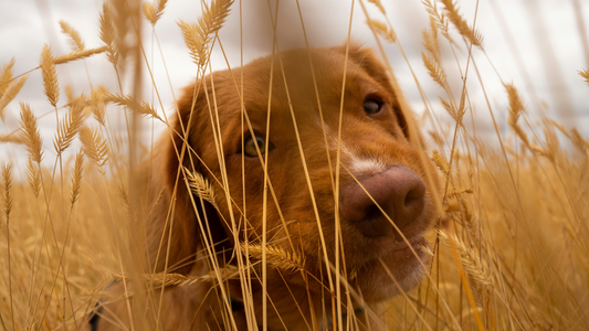 Grass Allergies in Dogs: When Rolling in the Grass Isn’t So Romantic