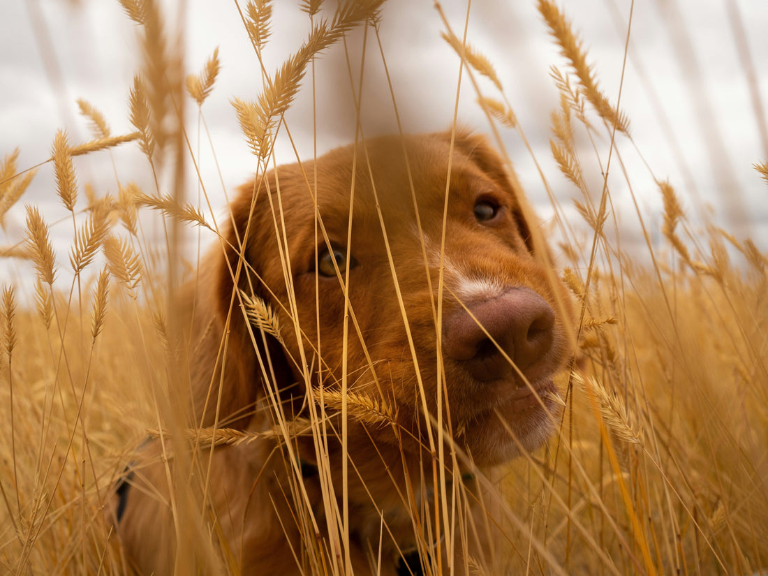 Grass Allergies in Dogs: When Rolling in the Grass Isn’t So Romantic