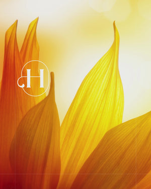 Sunflower | Holistic Hound NZ