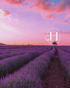 Lavender video | Holistic Hound NZ