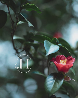 Camellia Oil Video | Holistic Hound NZ